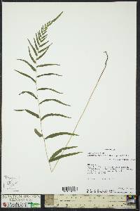 Lindsaea ensifolia image