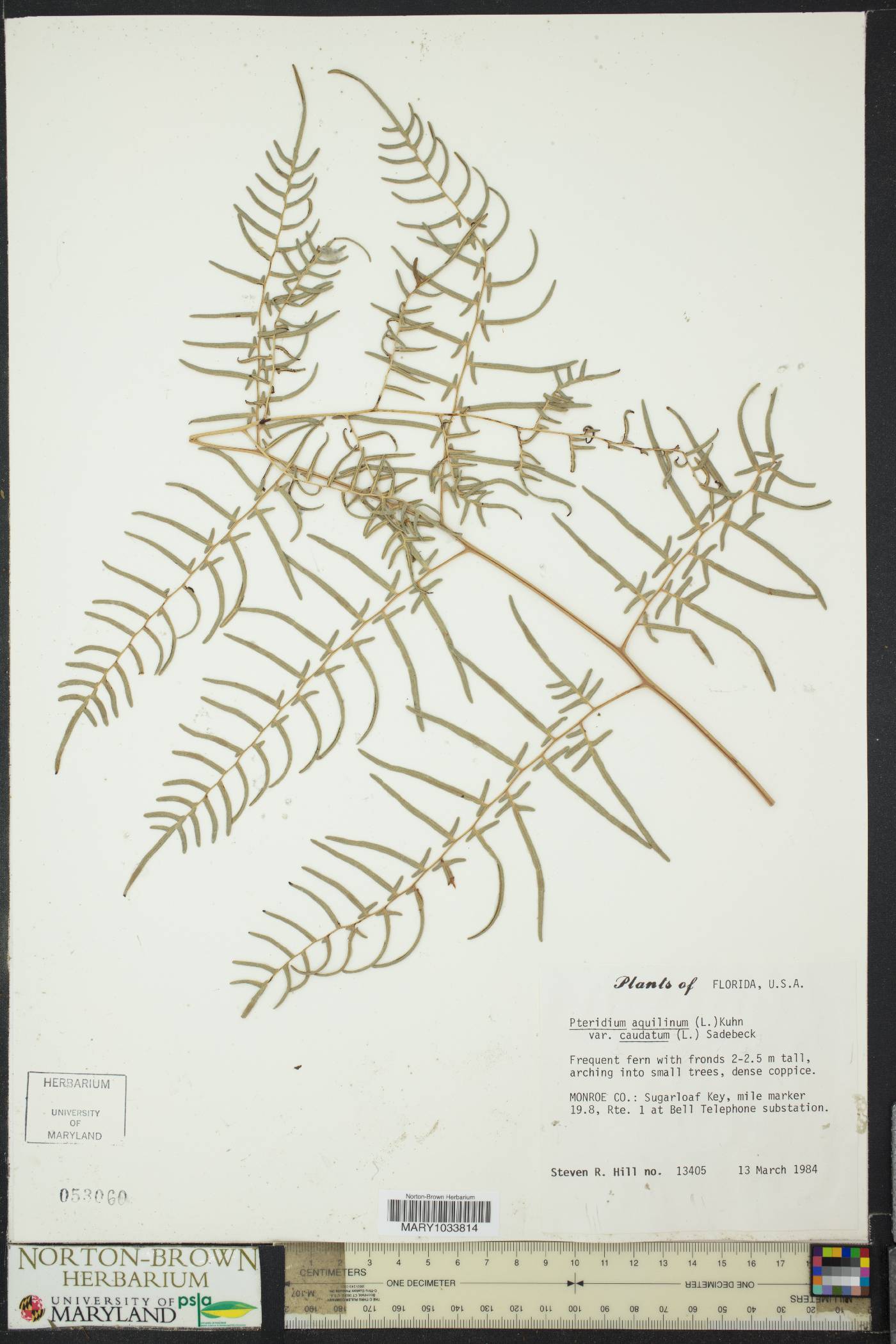 Pteridium aquilinum var. caudatum image