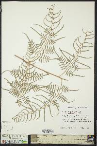 Pteridium aquilinum var. caudatum image