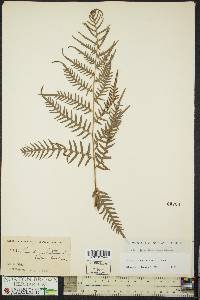 Pteridium aquilinum subsp. pseudocaudatum image