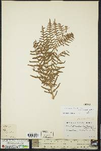 Pteridium aquilinum subsp. pseudocaudatum image