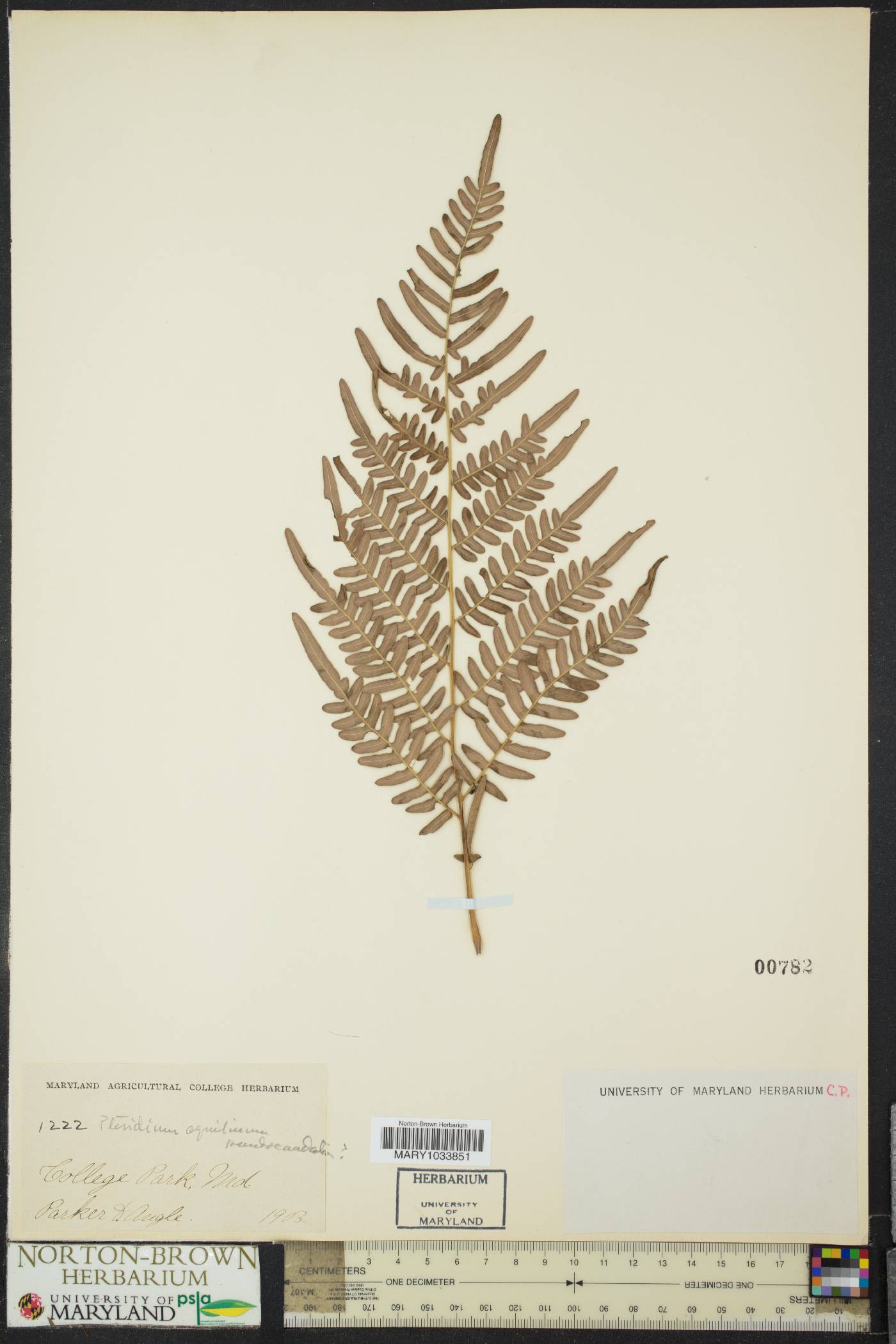Pteridium aquilinum subsp. pseudocaudatum image