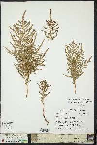 Pteridium aquilinum subsp. pseudocaudatum image