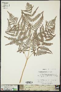 Pteridium aquilinum subsp. pseudocaudatum image