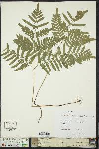 Pteridium aquilinum subsp. pseudocaudatum image