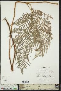 Pteridium aquilinum subsp. pseudocaudatum image
