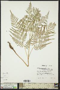 Pteridium aquilinum subsp. pseudocaudatum image