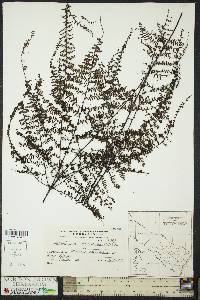 Adiantopsis chlorophylla image