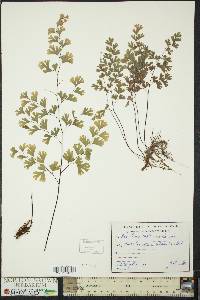 Adiantum capillus-veneris image