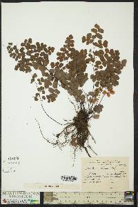 Adiantum chilense image