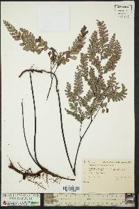 Adiantum cunninghamii image