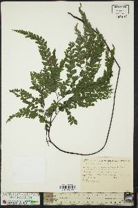 Adiantum formosum image