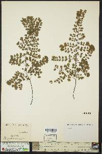 Adiantum raddianum image