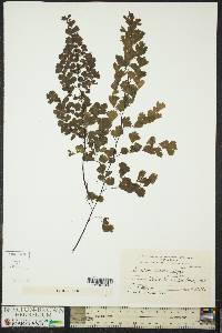 Adiantum lorentzii image