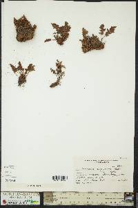 Image of Cheilanthes arequipensis