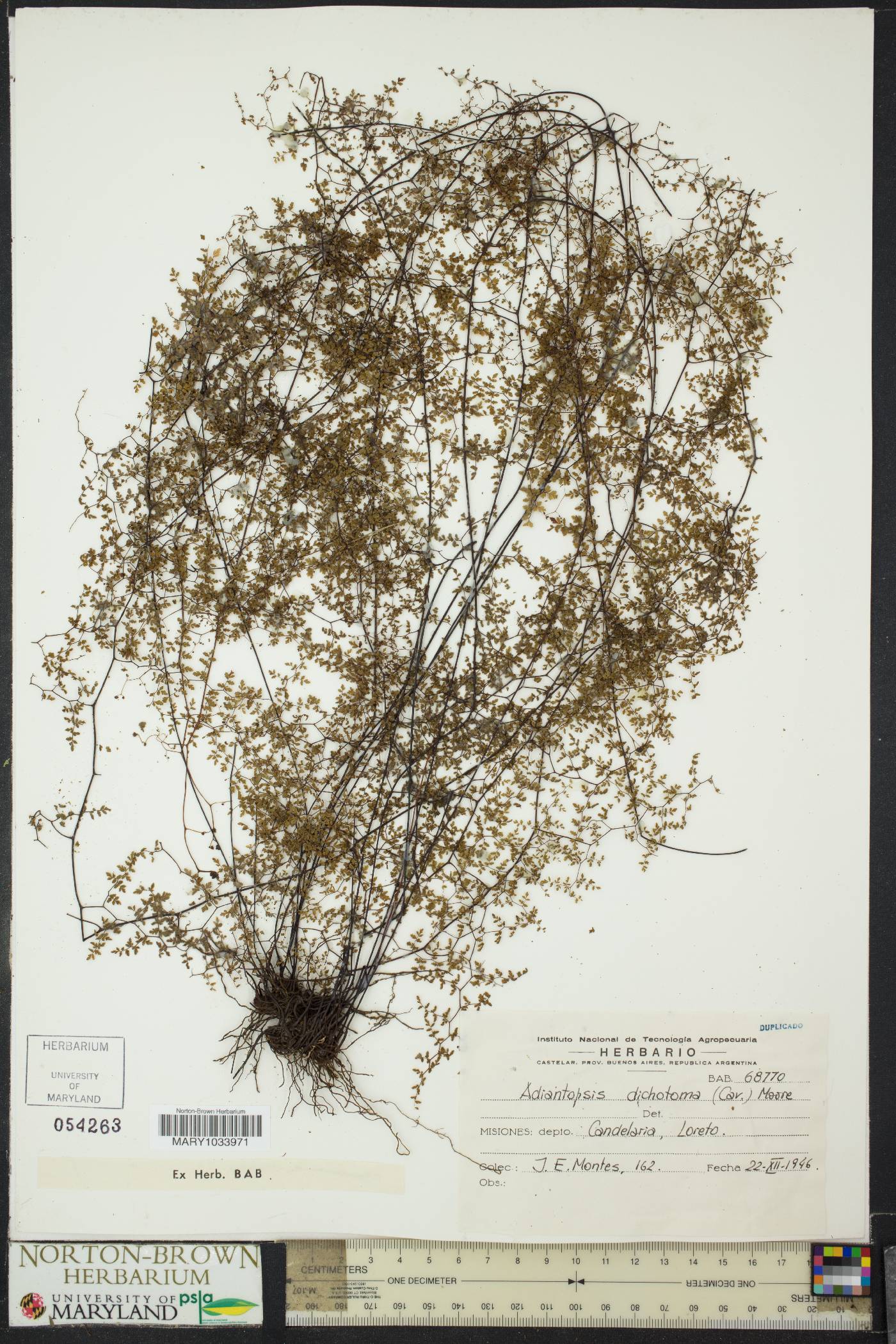 Adiantopsis dichotoma image