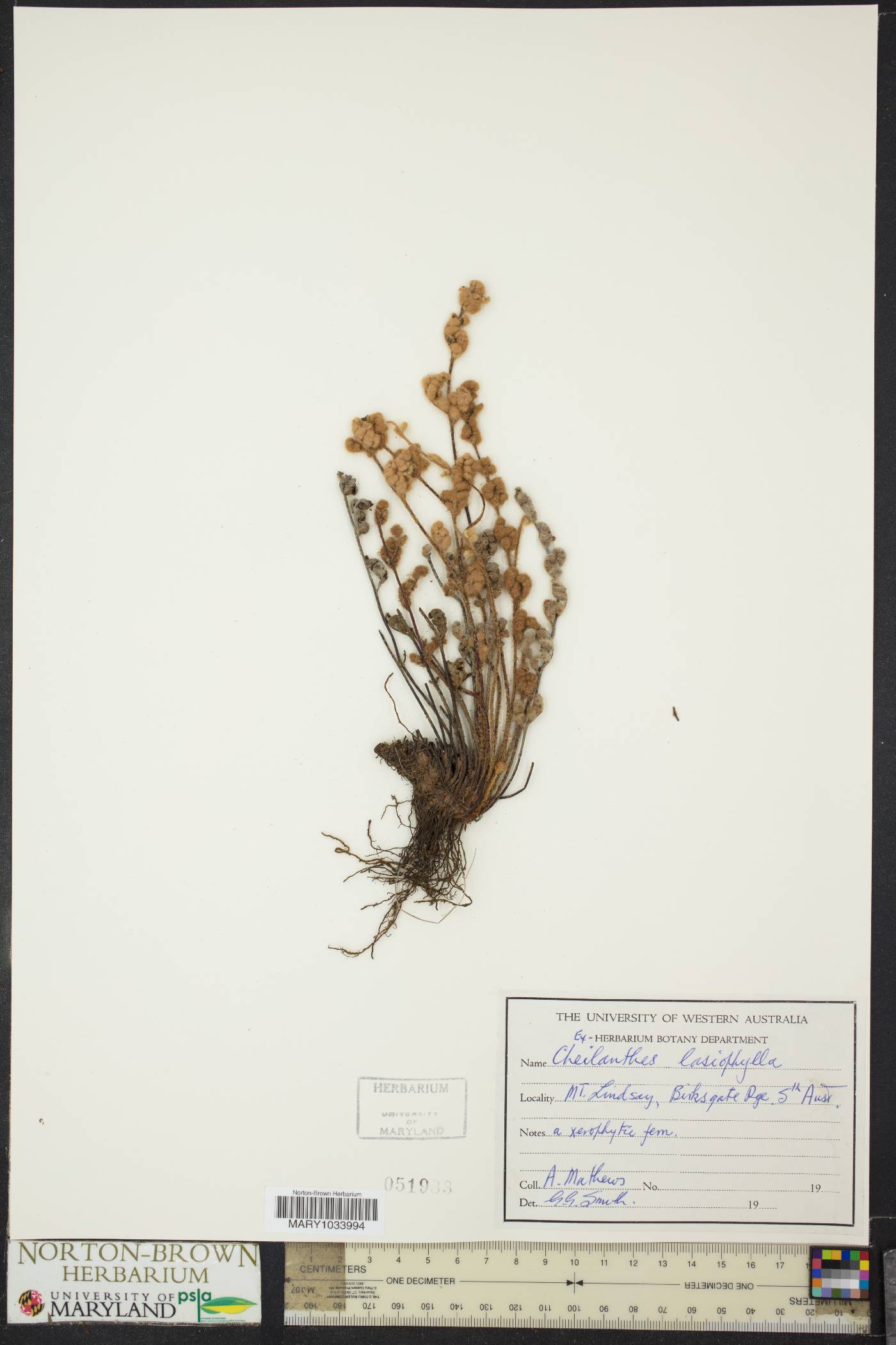 Cheilanthes lasiophylla image