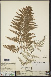 Gymnogramma tartarea image