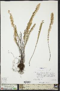 Myriopteris aurea image