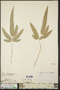 Pteris cretica image