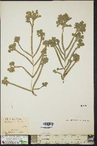 Pteris serrulata image