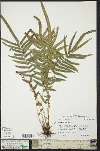 Pteris vittata image