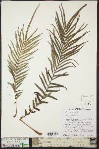 Pteris vittata image