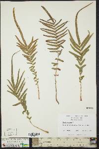 Pteris vittata image