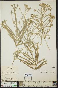 Pteris serrulata image