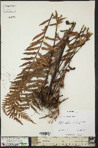 Asplenium caudatum image