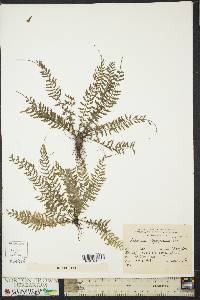 Asplenium depauperatum image