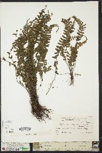 Asplenium lunulatum image
