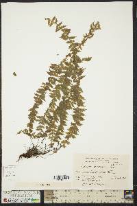 Asplenium mucronatum image