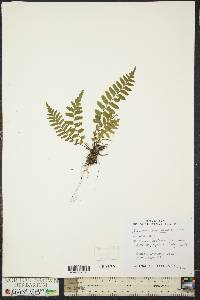 Asplenium pellucidum image