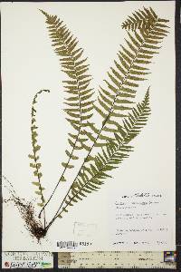 Asplenium pellucidum image