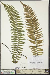 Asplenium pellucidum image