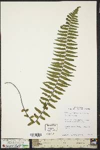 Asplenium pellucidum image