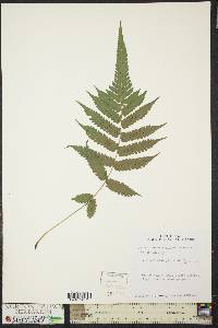 Asplenium pellucidum image