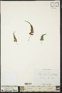 Asplenium pinnatifidum image