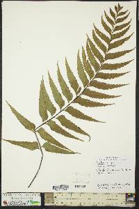 Asplenium polyodon image