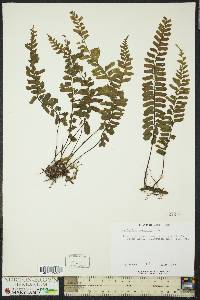 Asplenium resectum image
