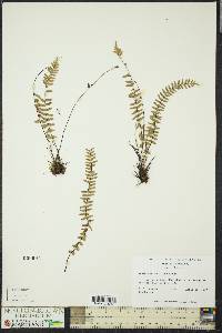 Asplenium resiliens image