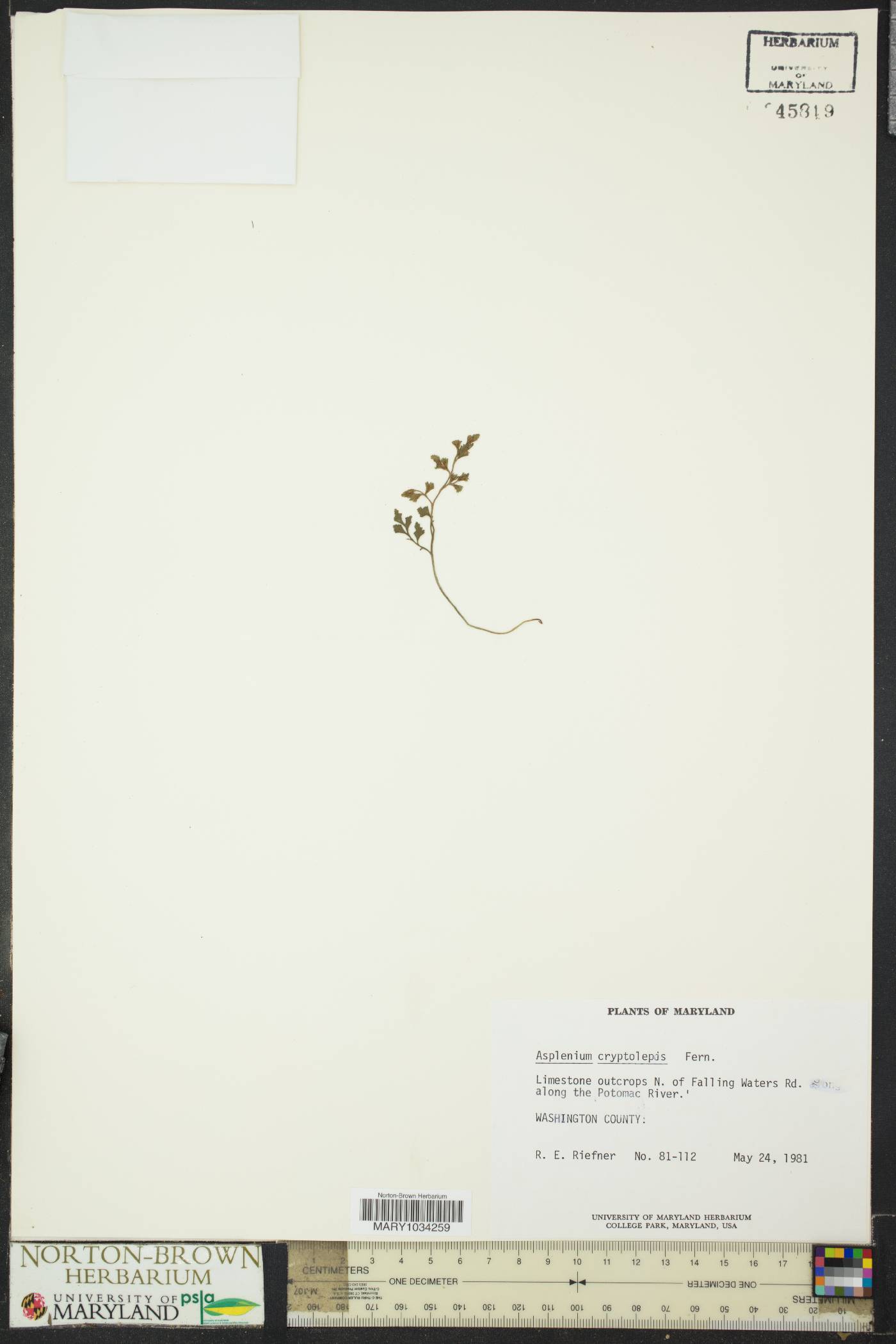 Asplenium cryptolepis image
