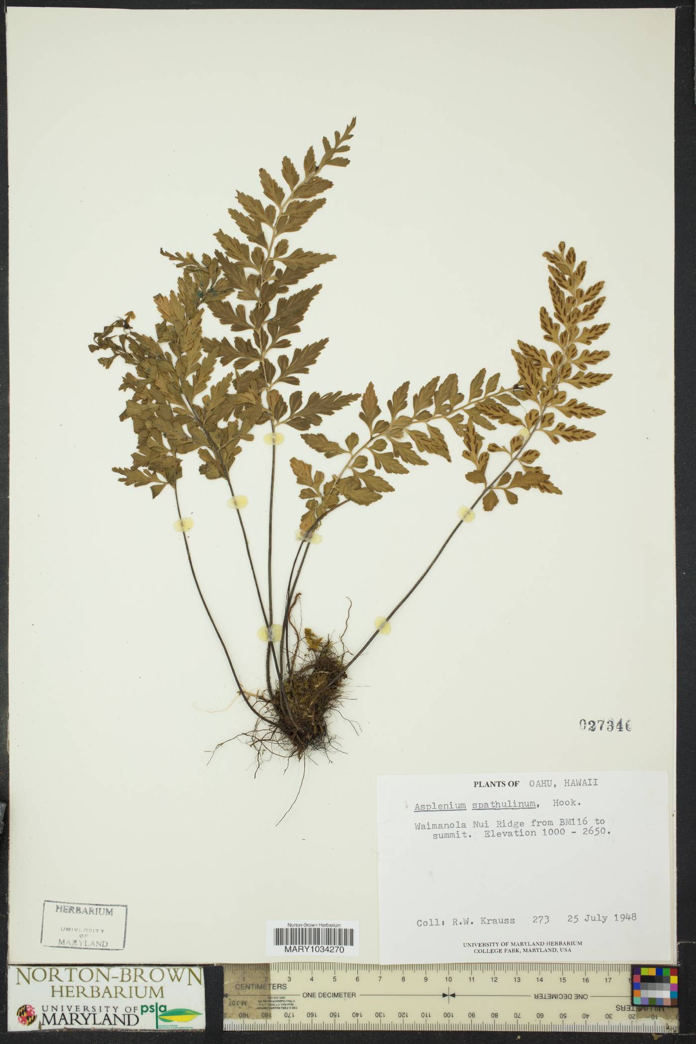 Asplenium affine image