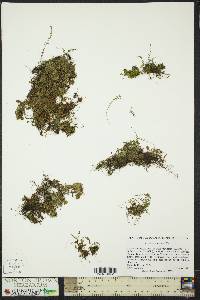 Asplenium varians image