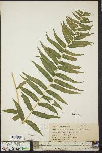 Athyrium pycnocarpon image