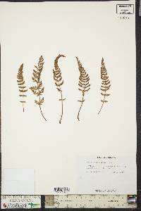 Woodsia ilvensis image