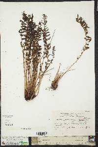 Image of Woodsia montevidensis