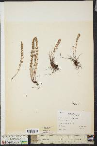 Woodsia scopulina image