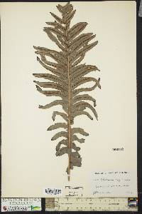 Blechnum brasiliense image